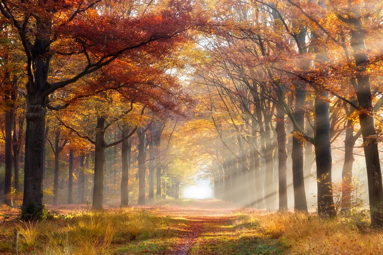 Your Mood Shift is Real: Season Affective Disorder